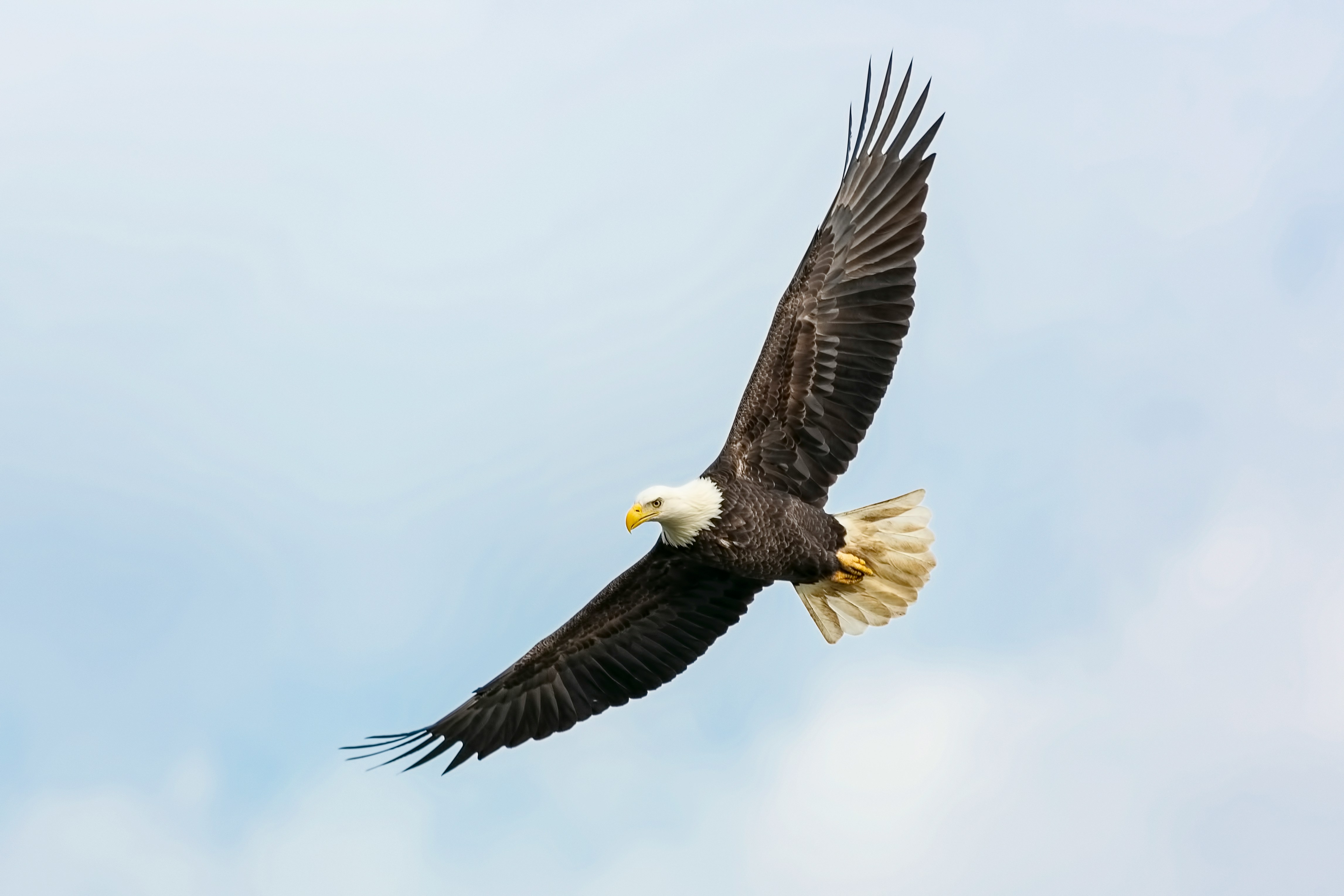 A bald eagle in flight, wings spread against a pale sky
